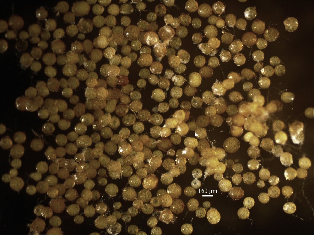 Funneliformis mosseae